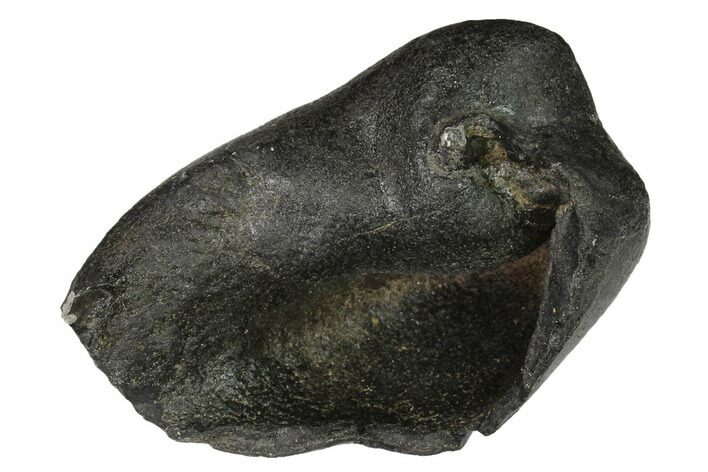 Fossil Whale Ear Bone - Miocene #144917